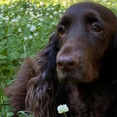 Field Spaniels from Catera Field Spaniels