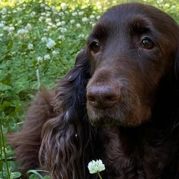 Field Spaniels from Catera Field Spaniels