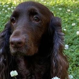Field Spaniels from Catera Field Spaniels