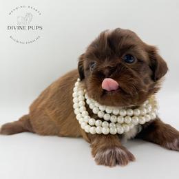 Twinkle - Liver female Shih Tzu puppy in League City, Texas from Divine Pups