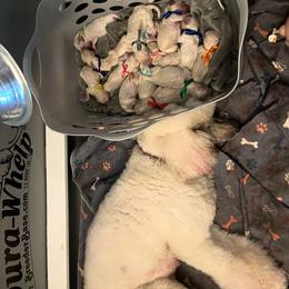 Girl 6 - Poodle puppy from Purley Poodles