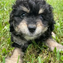 Sailor - Phantom female Bernedoodle puppy in Port Saint Lucie, Florida from Eastside Paws LLC