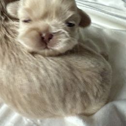 Girl 1 - Cream and white female Shih Tzu puppy in Birch River, West Virginia from Karen's Shih Tzus