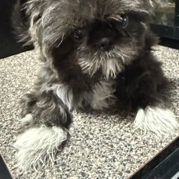 Belle - Blue female Shih Tzu puppy in Hialeah, Florida from South East Coast Angels Shih Tzus