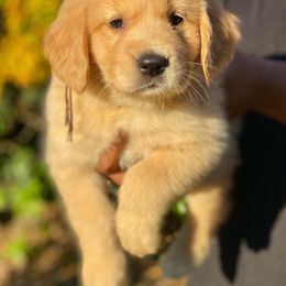 Golden Retriever Puppies from Bear State Goldens