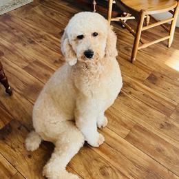 Sandy - Poodle