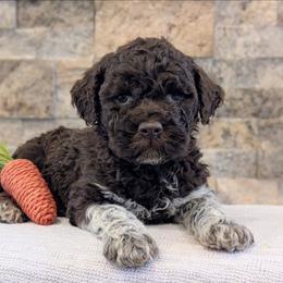 Cosmo - Brown male Lagotto Romagnolo puppy in West Jordan, Utah from Salt Lake Lagotto