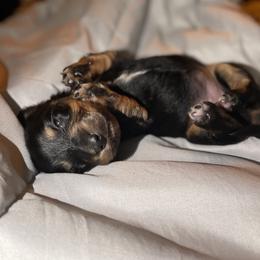 Dachshund Puppies from M.H.P Dachshunds
