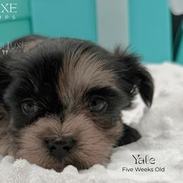 Yale - Merle male Shorkie puppy in Scottsdale, Arizona from Lil Luxe Pups