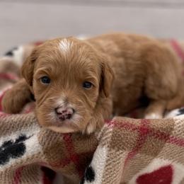 Charlie - Red  male Goldendoodle puppy in Kansas City, Kansas from Bella & Ivy’s Mini Goldendoodles of KC