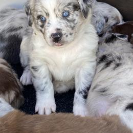 Australian Shepherd Puppies from Kent island Aussies