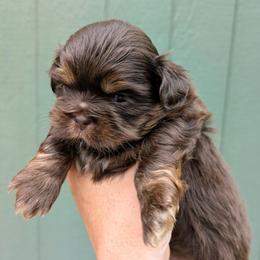 Chocolate dobie boy 1 - Chocolate and tan male Shih Tzu puppy in Amherst, Maine from McKayla Hairston