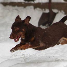 American Hunt Terrier and Russell Terrier Puppies from Bare Bottom Farms