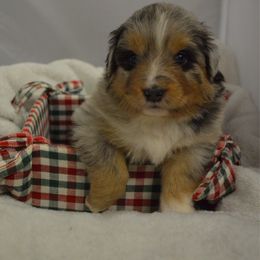Cowgirl - Blue merle female Australian Shepherd puppy in Guthrie, Oklahoma from BB Blu Aussies