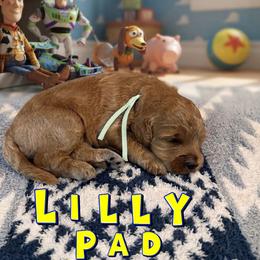 Lilypad - Apricot female Goldendoodle puppy in Houston, Texas from Golden Life Doodles