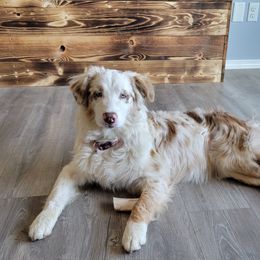 Shiloh - Australian Shepherd