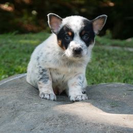 Ailanthus - Blue speckled male Australian Cattle Dog puppy in Buffalo Valley, Tennessee from Buffalo Valley Breeders