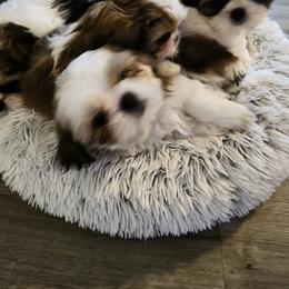 Shih Tzu Puppies from Shih Tzu Kennels