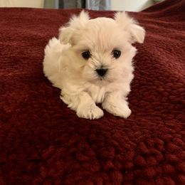 Maltese Puppies from Hummingbird Fields