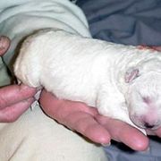 Kuvasz Puppies from Double Ring Kuvasz