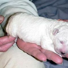Kuvasz Puppies from Double Ring Kuvasz