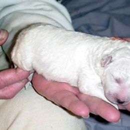 Kuvasz Puppies from Double Ring Kuvasz