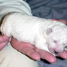 Kuvasz Puppies from Double Ring Kuvasz