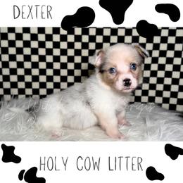 Dexter - Blue merle and white male American Corgi puppy in Greenwood, Indiana from Witch Creek Corgis