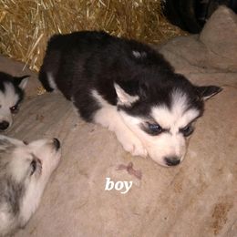Siberian Husky Puppies from Husky Hollar