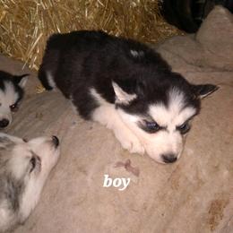 Siberian Husky Puppies from Husky Hollar