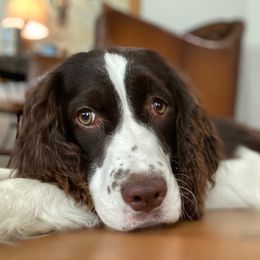 English Springer Spaniels from Klark English Springer Spaniels