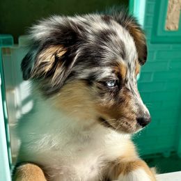 Winter - Blue merle female Miniature Australian Shepherd puppy in Port Saint Lucie, Florida from Charlene Brannon's Mini Australian Shepherds