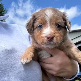 River - female Australian Mountain Doodle puppy in Hesperia, Michigan from C4 Ranch