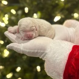 Frosty - Cream male Labradoodle puppy in Camden, North Carolina from Oopsie Doodles of NC
