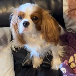 Braylee - Cavalier King Charles Spaniel