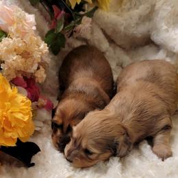 Dachshund Puppies from CLARK'S BREEDING PROGRAM