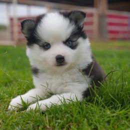 Eleanor - Black and white female Pomsky puppy in Mesa, Arizona from Platinum Pomskies