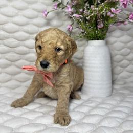 Carrot - Red  male Goldendoodle puppy in Waterloo, Illinois from Ashly Miller