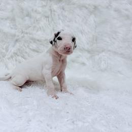Eleven - Harlequin female Great Dane puppy in Montgomery, Texas from KD Sweet Southern Danes