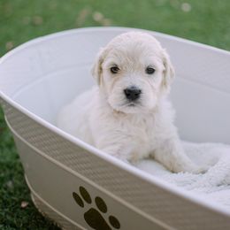 Golden Retriever Puppies from Dani’s Dawgs