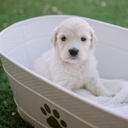 Golden Retriever Puppies from Dani’s Dawgs