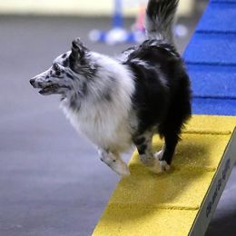 Shetland Sheepdogs from Moonglow