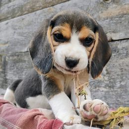 Maui - Black tan and white female Beagle puppy in Colville, Washington from Rosehaven Homestead