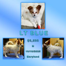 Lt Blue - Gavin - White and red male Papillon puppy in Oakland, Maryland from Holly Huxford