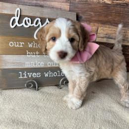 Lace - Caramel cream female Australian Labradoodle puppy in Dawson, Georgia from Still Pond Australian Labradoodles
