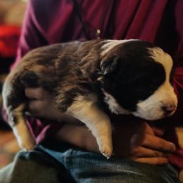 Border Collie Puppies from Stone Garden Border Collies