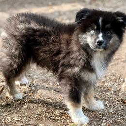 Ailsa - Black tri female Miniature Australian Shepherd puppy in Patterson, North Carolina from DreamLine Aussies