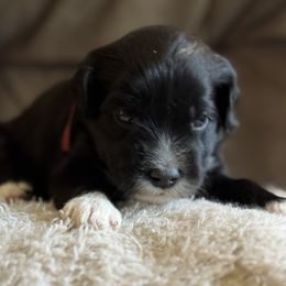 Red Girl - Black and white female Portuguese Water Dog puppy in Liberty Lake, Washington from Lakehouse Porties