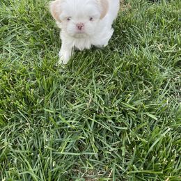 Shih Tzu Puppies from Wachowicz Shihtzu
