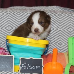 Folsom - Red tri-color male Australian Shepherd puppy in Massachusetts from Knauer Australian Shepherds